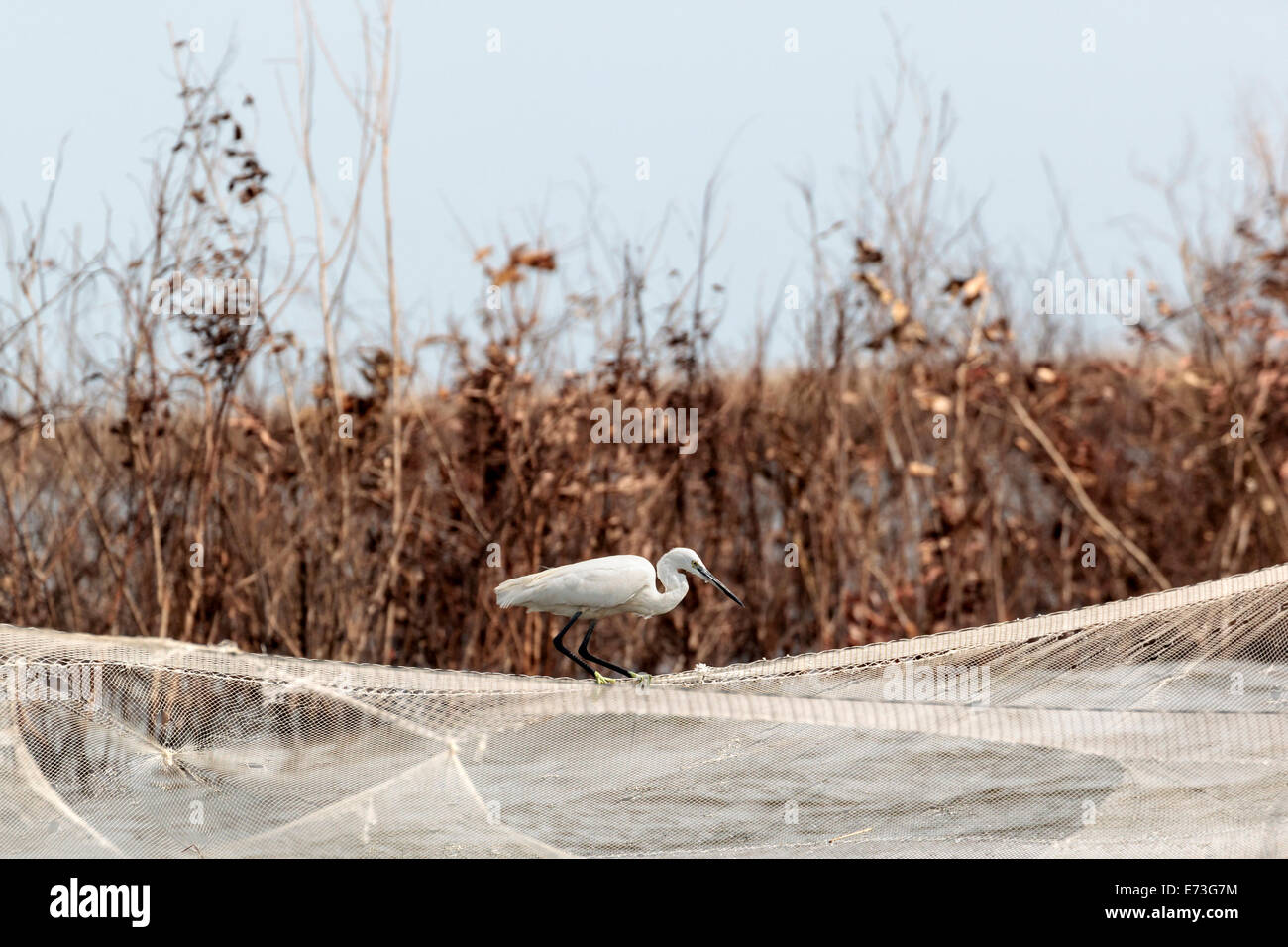 L'Afrique, Bénin, Ganvie. Aigrette neigeuse reposant sur le filet de pêche sur le Lac Nokoué. Banque D'Images