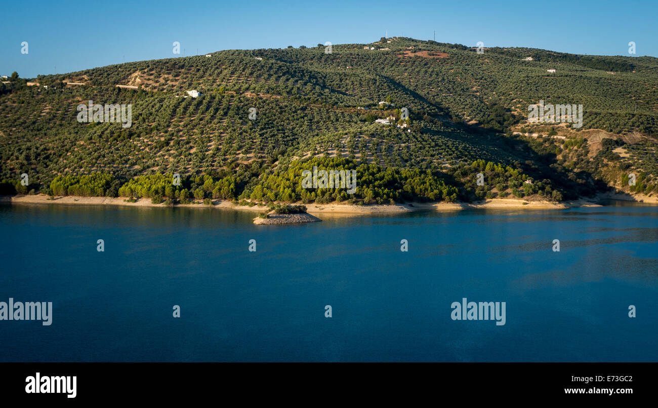 De plus en plus des oliviers à côté de réservoir, Iznájar, Andalousie, Cordoue, Espagne. Banque D'Images