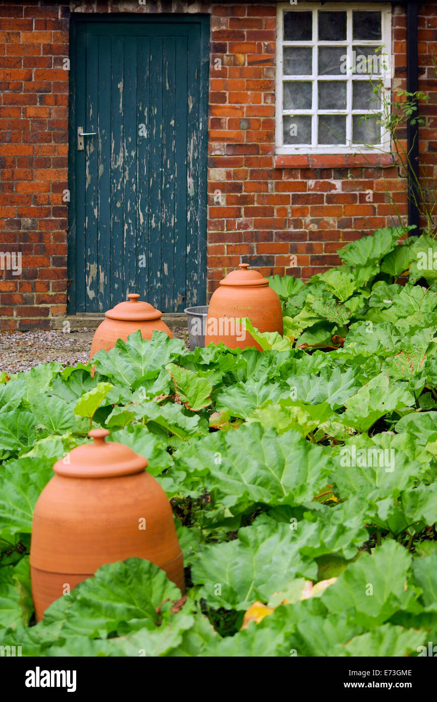 Forcer les pots et rhubarbe (Rheum rhabarbarum) feuilles à Rode Hall Staffordshire Banque D'Images