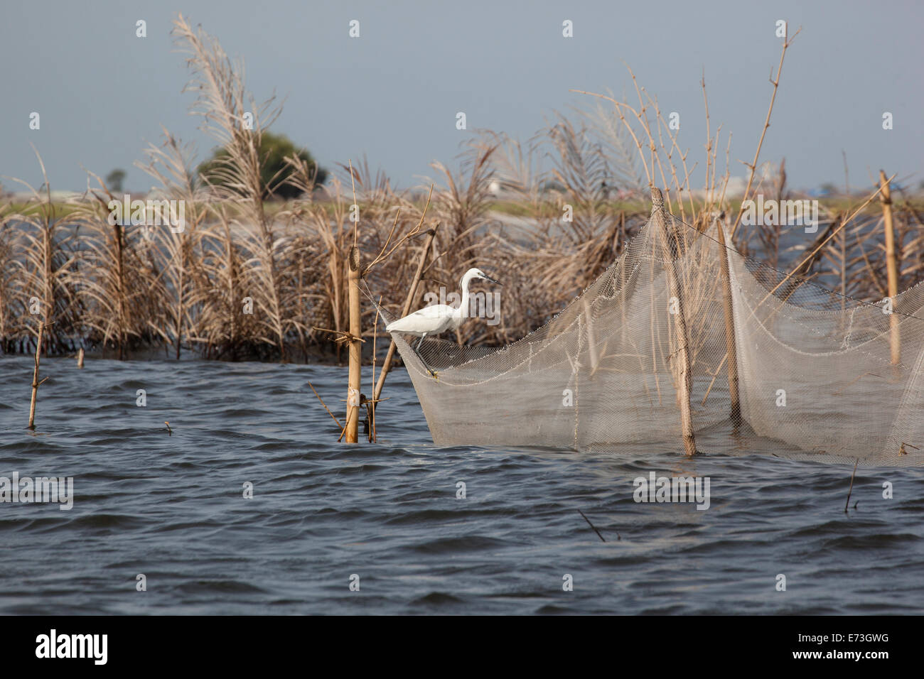 L'Afrique, Bénin, Ganvie. Aigrette neigeuse reposant sur le filet de pêche sur le Lac Nokoué. Banque D'Images