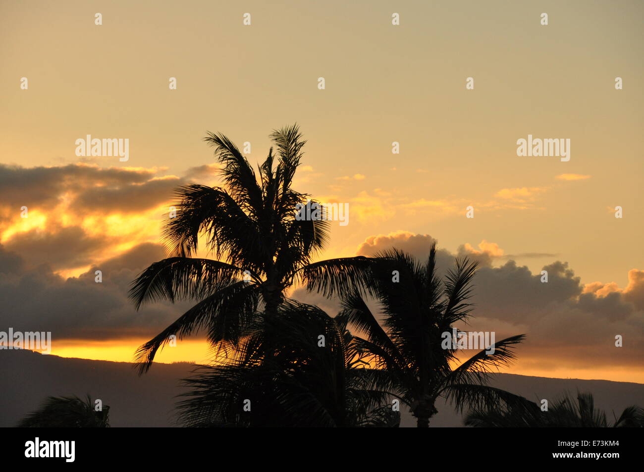 Palmiers avec fond coucher de soleil à Maui, Hawaii. Banque D'Images