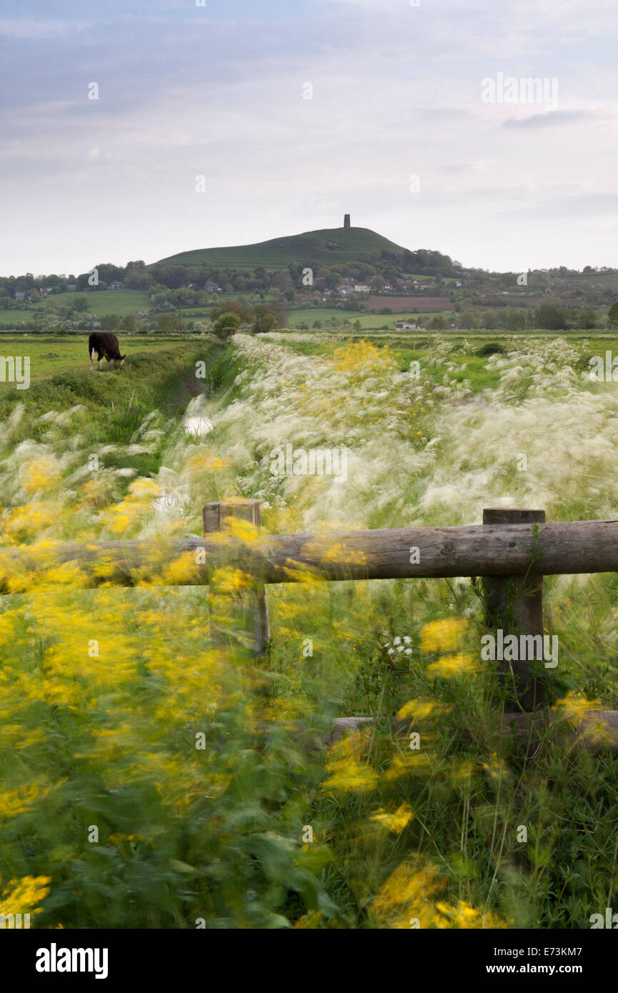 Le colza et cow parsley soufflant dans les champs au pied de Tor de Glastonbury, dans le Somerset. Banque D'Images