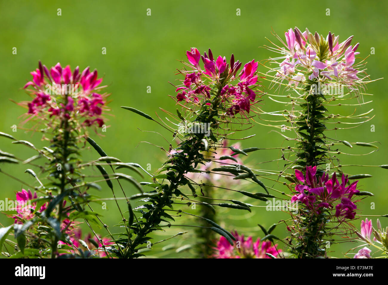 Fleur d'araignée de Cleome, fleurs de gros plan annuelles Banque D'Images