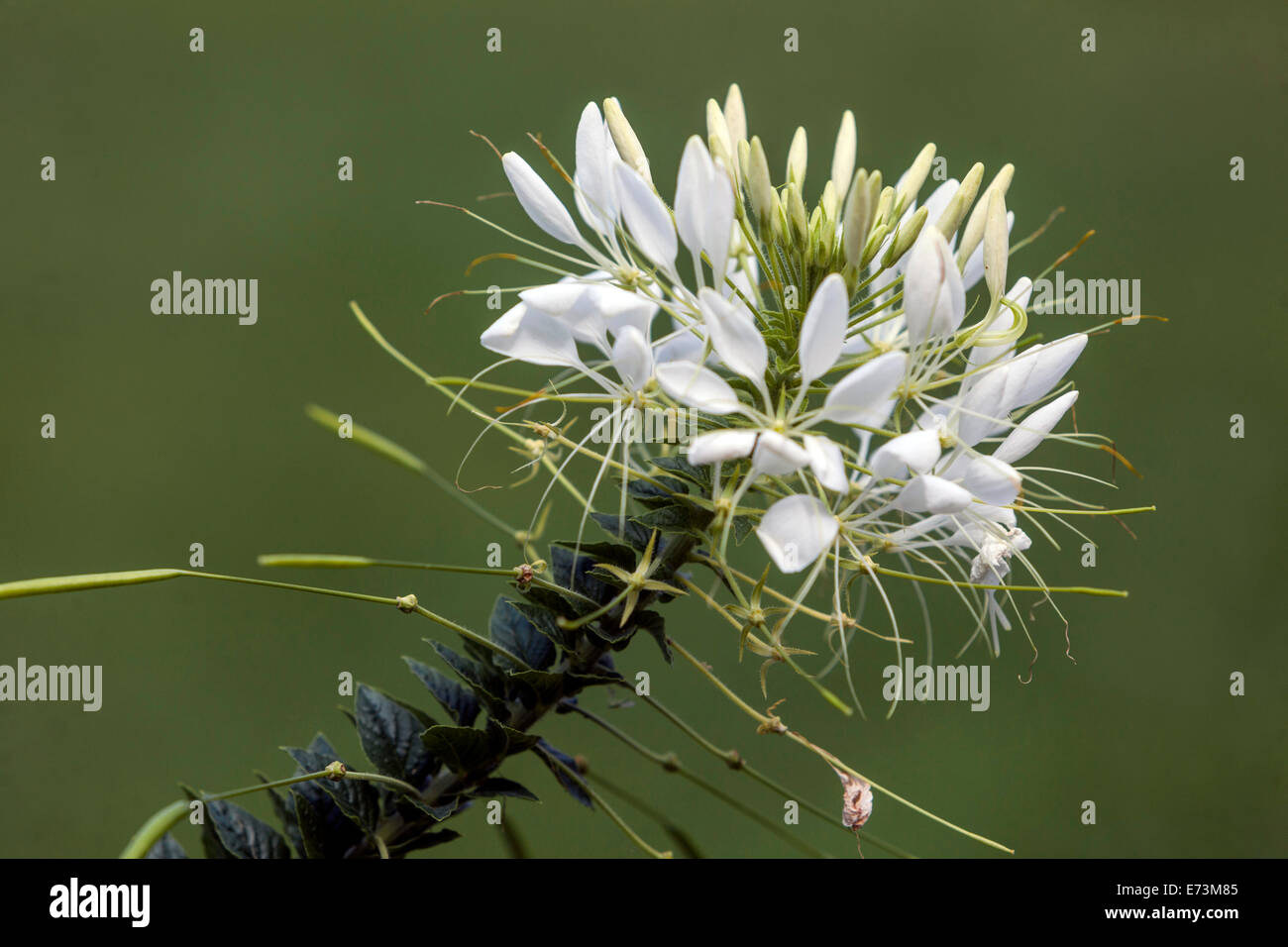 Fleur d'araignée, fleur en gros plan de Cleome fleurs blanches Banque D'Images