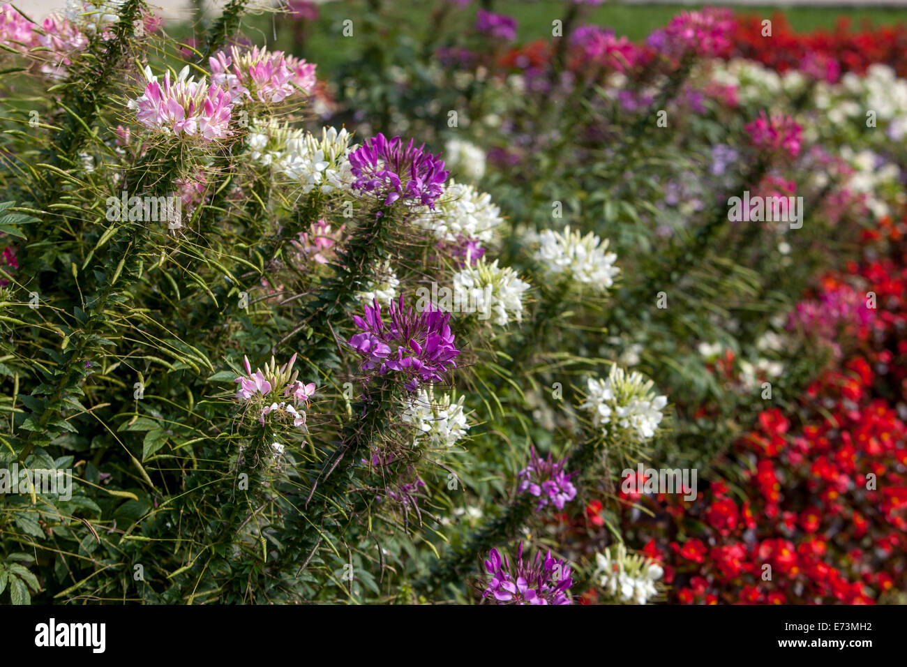 Fleur d'araignée de Cleome lit de fleur coloré dans un jardin de septembre border des fleurs de Cleome Banque D'Images