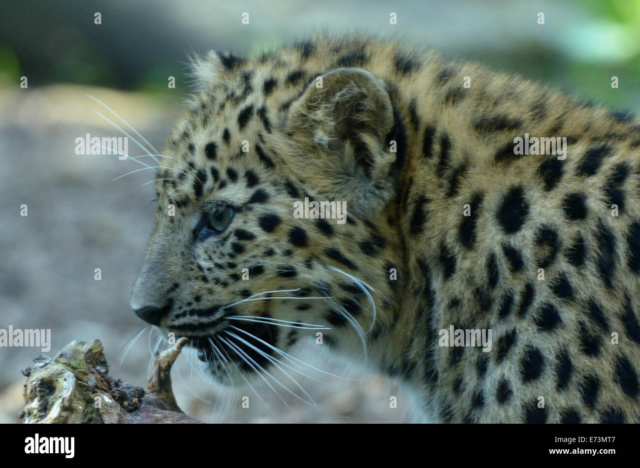 Amur Leopard (Panthera pardus orientalis) est une sous-espèce de léopard indigènes de la région du sud-est de la Russie Primorye. Banque D'Images