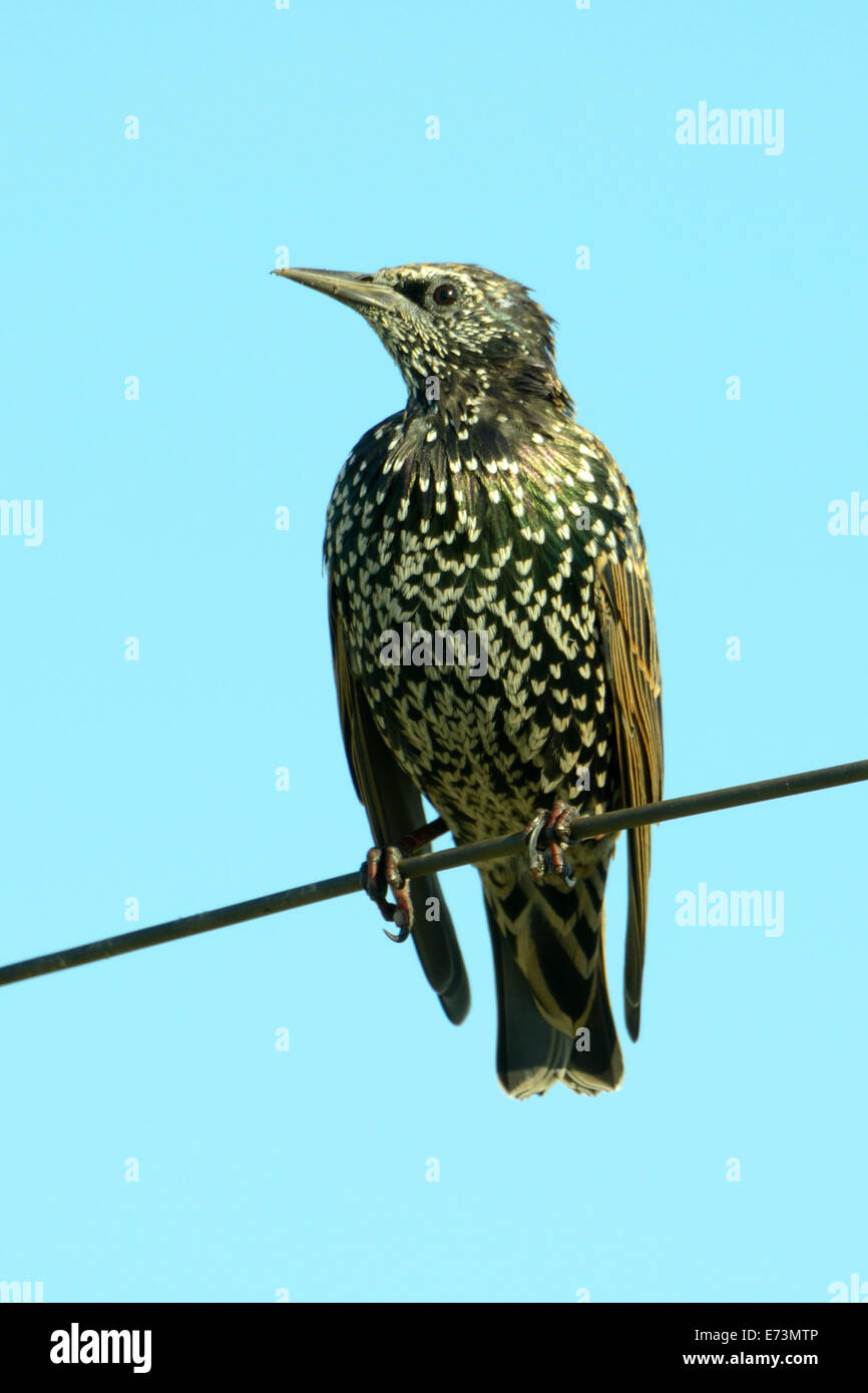 Étourneau sansonnet (Sturnus vulgaris), également connu sous le nom de l'étourneau sansonnet ou dans les îles Britanniques à l'etourneau sansonnet. Banque D'Images