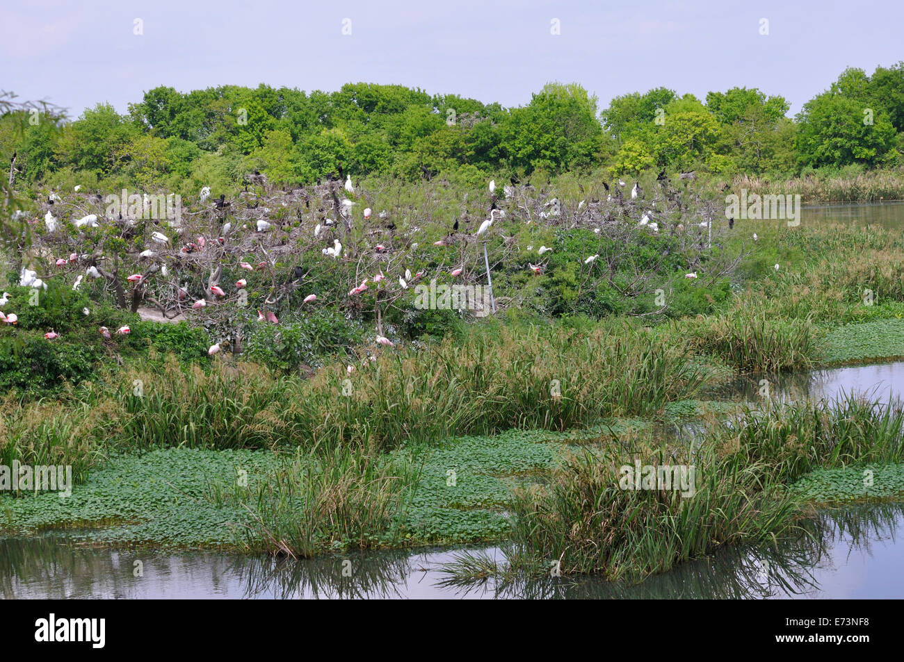 Smith Oaks Bird Sanctuary rookery sur High Island, près de Galveston, Texas, États-Unis Banque D'Images