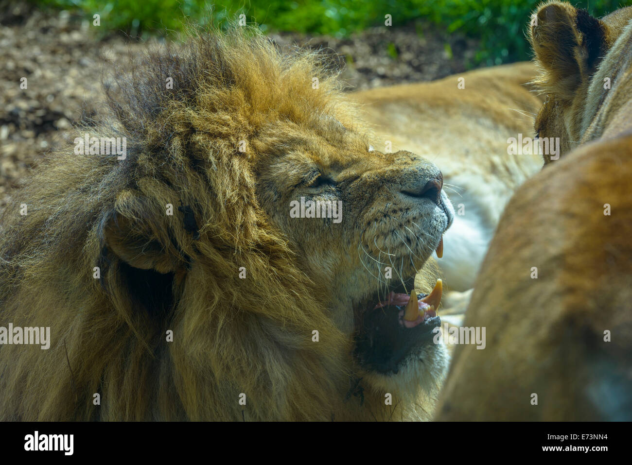 Close-up of a male Lion en colère contre une lionne Banque D'Images