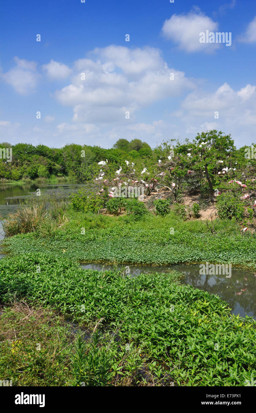 Smith Oaks Bird Sanctuary rookery sur High Island, près de Galveston, Texas, États-Unis Banque D'Images