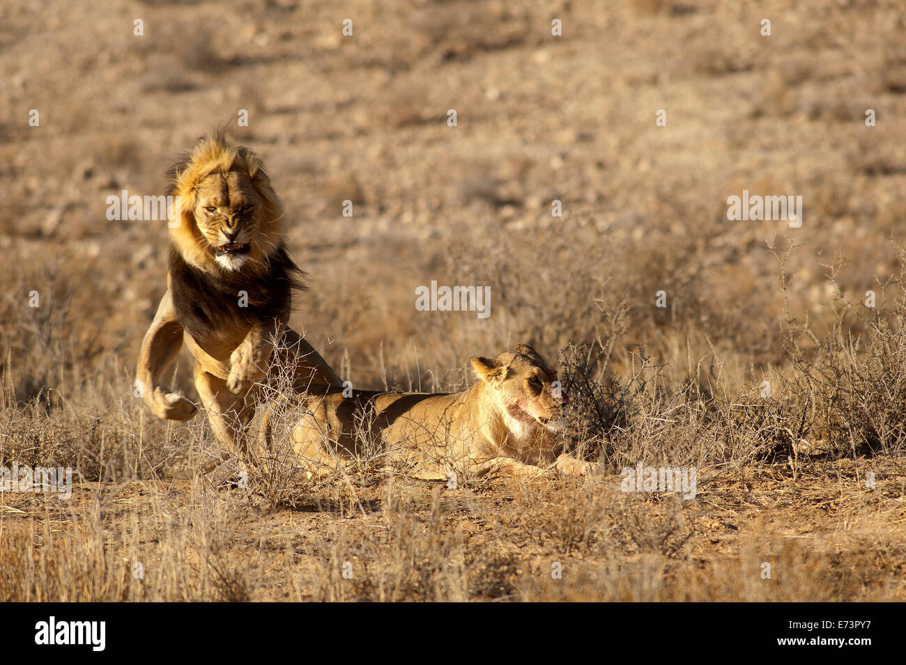 Lions (Panthera leo) se accouplant sur les plaines ouvertes, parc Kgalagadi Transfontier, Afrique du Sud Banque D'Images