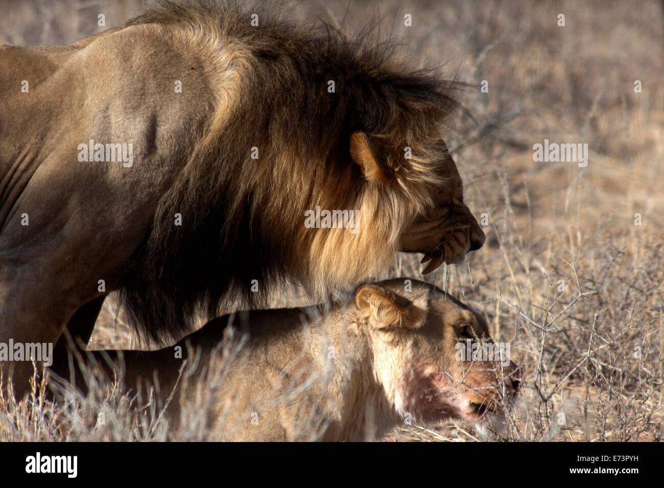 Lions (Panthera leo) sur les plaines ouvertes, parc Kgalagadi Transfontier, Afrique du Sud Banque D'Images