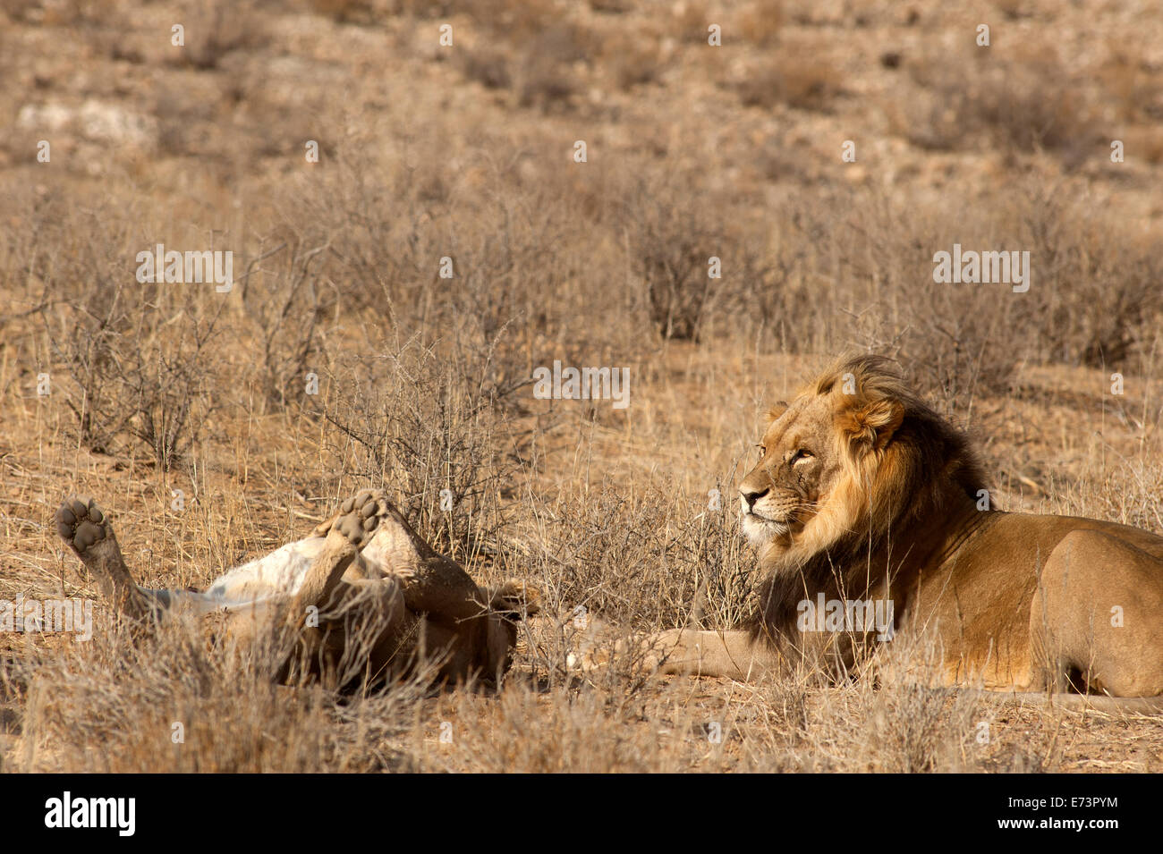 Lions (Panthera leo) sur les plaines ouvertes, parc Kgalagadi Transfontier, Afrique du Sud Banque D'Images