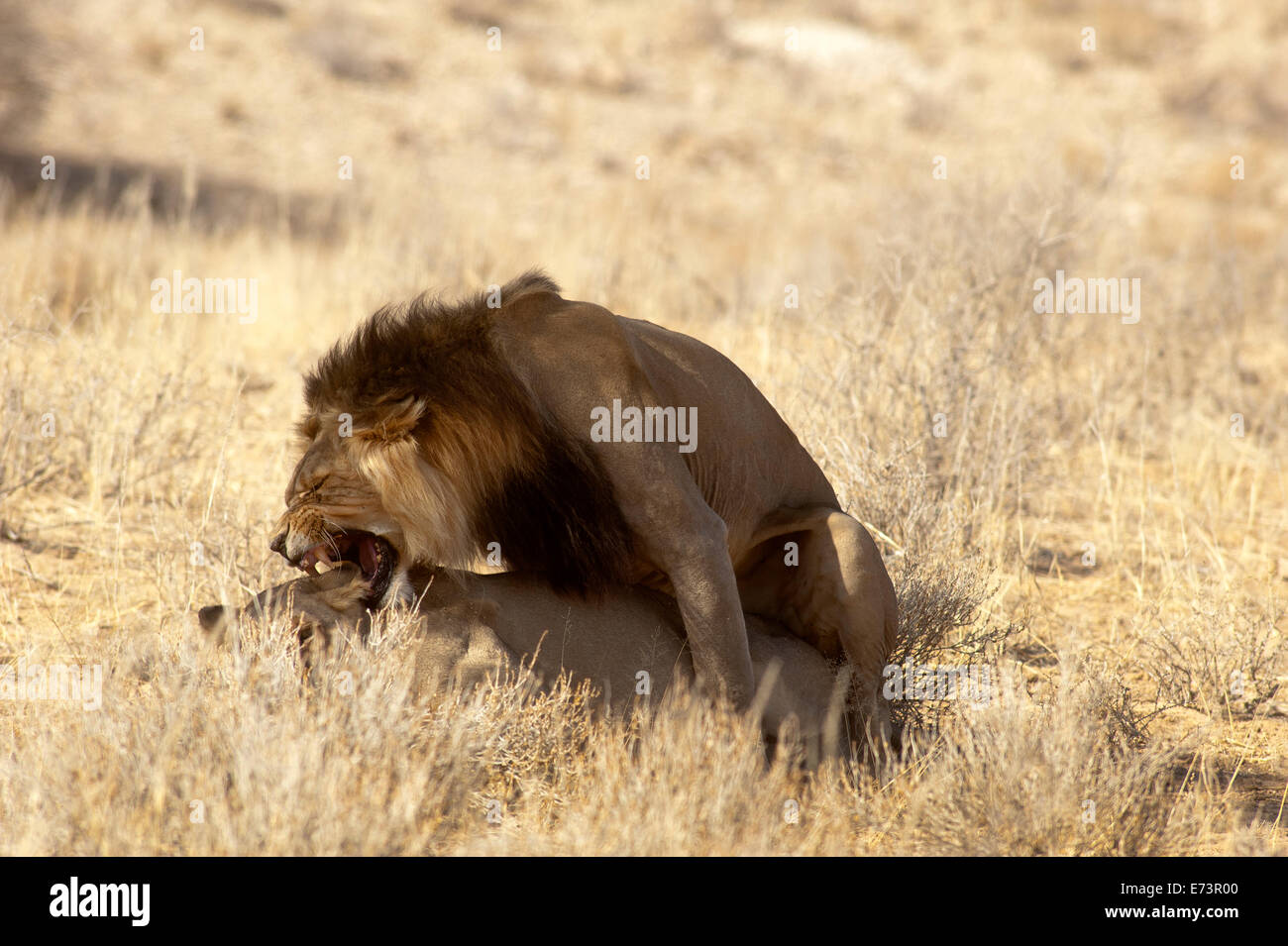 Lions (Panthera leo) se accouplant sur les plaines ouvertes, parc Kgalagadi Transfontier, Afrique du Sud Banque D'Images
