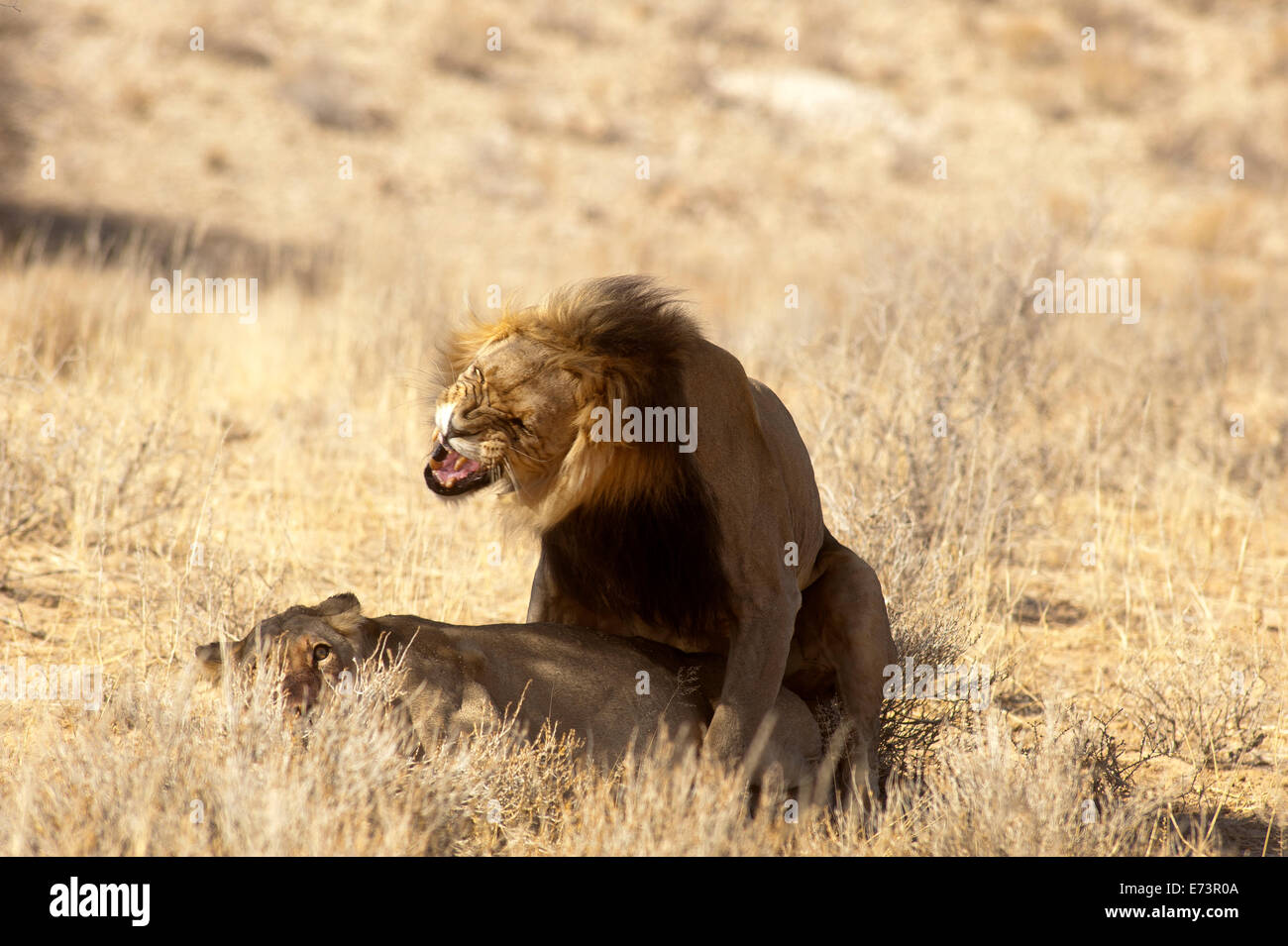Lions (Panthera leo) se accouplant sur les plaines ouvertes, parc Kgalagadi Transfontier, Afrique du Sud Banque D'Images