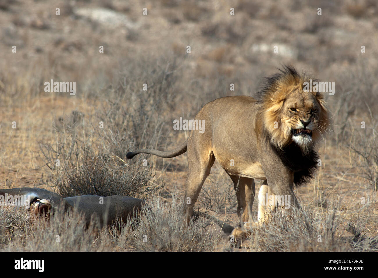 Lions (Panthera leo) sur les plaines ouvertes, parc Kgalagadi Transfontier, Afrique du Sud Banque D'Images