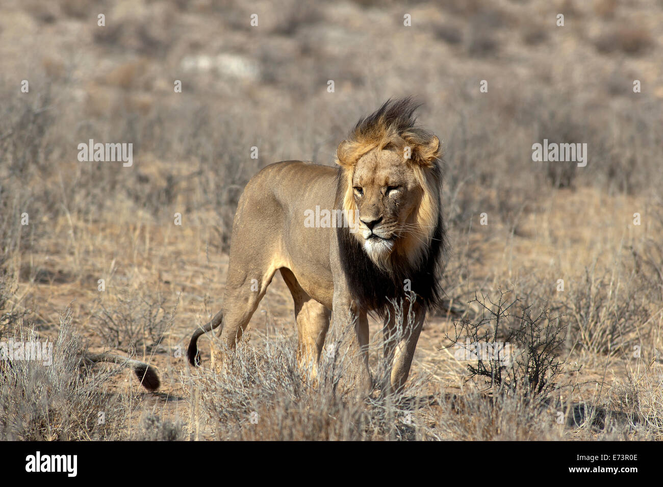 Lions (Panthera leo) sur les plaines ouvertes, parc Kgalagadi Transfontier, Afrique du Sud Banque D'Images