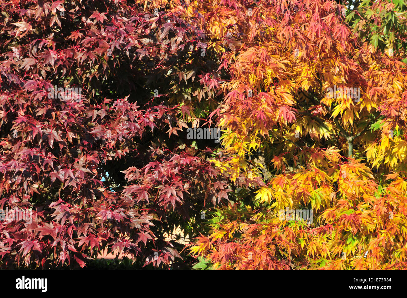 Le Sunny View couleurs automnales deux érables du Japon, avec des feuilles violet et orange, Wellholme Park, Brighouse, West Yorkshire, Royaume-Uni Banque D'Images