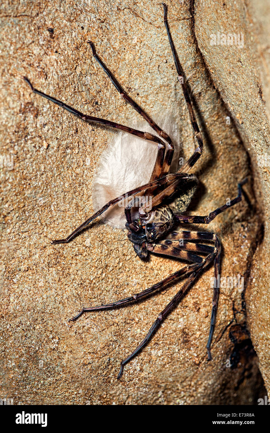 Araignée Huntsman, sac d'oeufs garde famille Sparassidae, Clearwater Cave, Mulu, Malaisie Banque D'Images