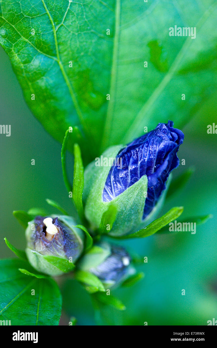 La mauve rose, Hibiscus syriacus 'Blue Bird', bleu violet vert ouverture chez les bourgeons des feuilles sur un arbuste. Banque D'Images