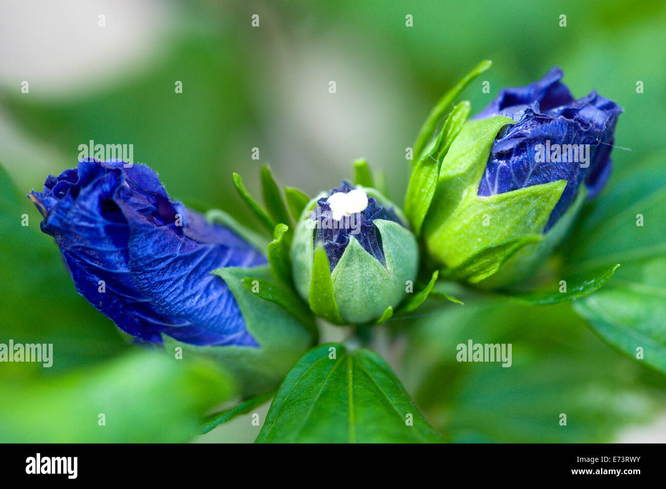 La mauve rose, Hibiscus syriacus 'Blue Bird', bleu violet vert ouverture chez les bourgeons des feuilles sur un arbuste. Banque D'Images