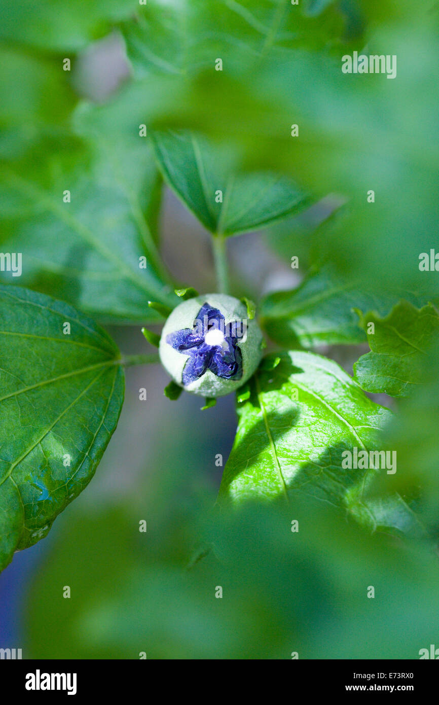 La mauve rose, Hibiscus syriacus 'Blue Bird', violet blue débourrement chez les feuilles vertes sur un arbuste. Banque D'Images