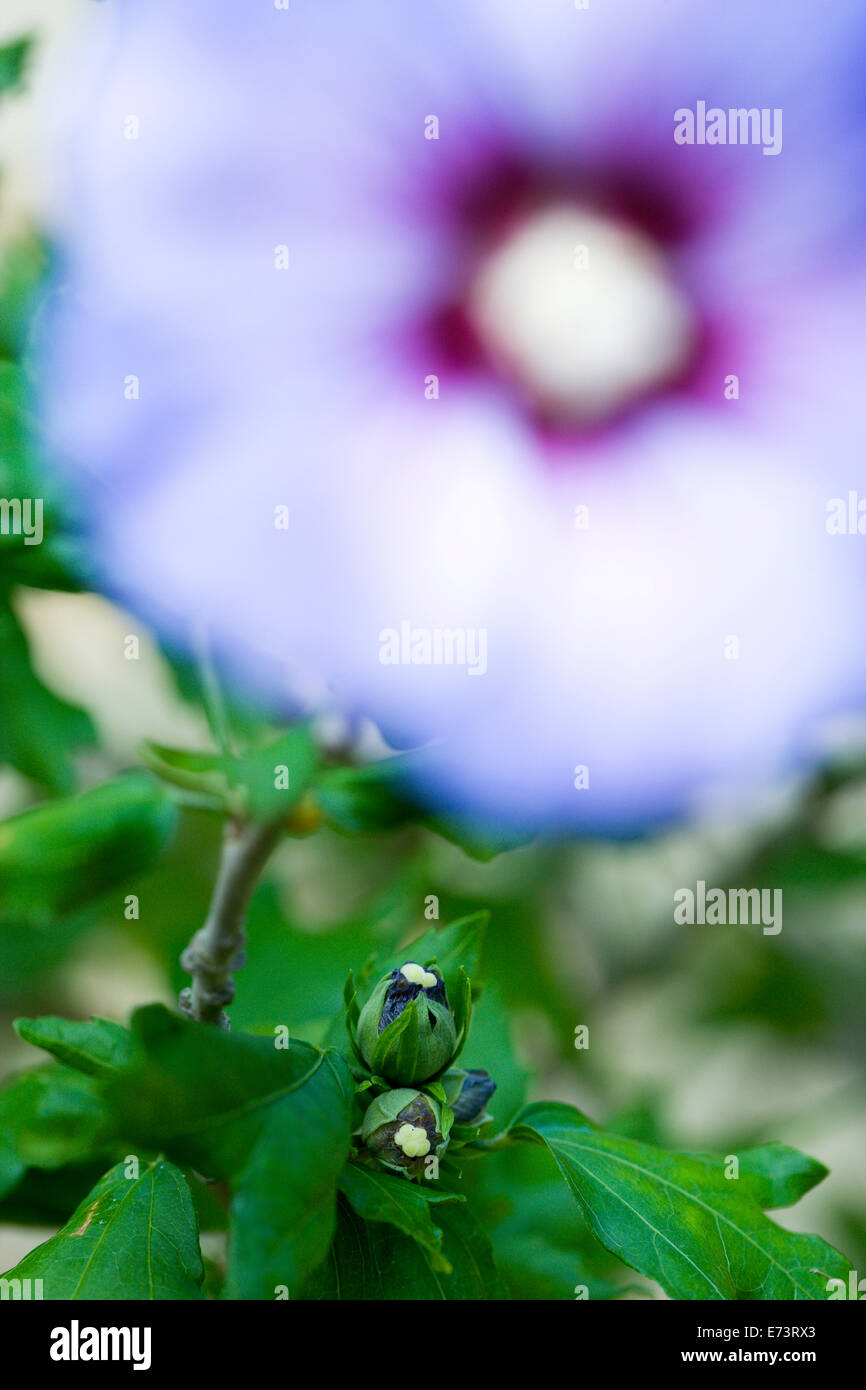 La mauve rose, Hibiscus syriacus 'Oiseau bleu', fleurs bleu-violet et les bourgeons qui poussent sur un arbuste sur un fond vert. Banque D'Images