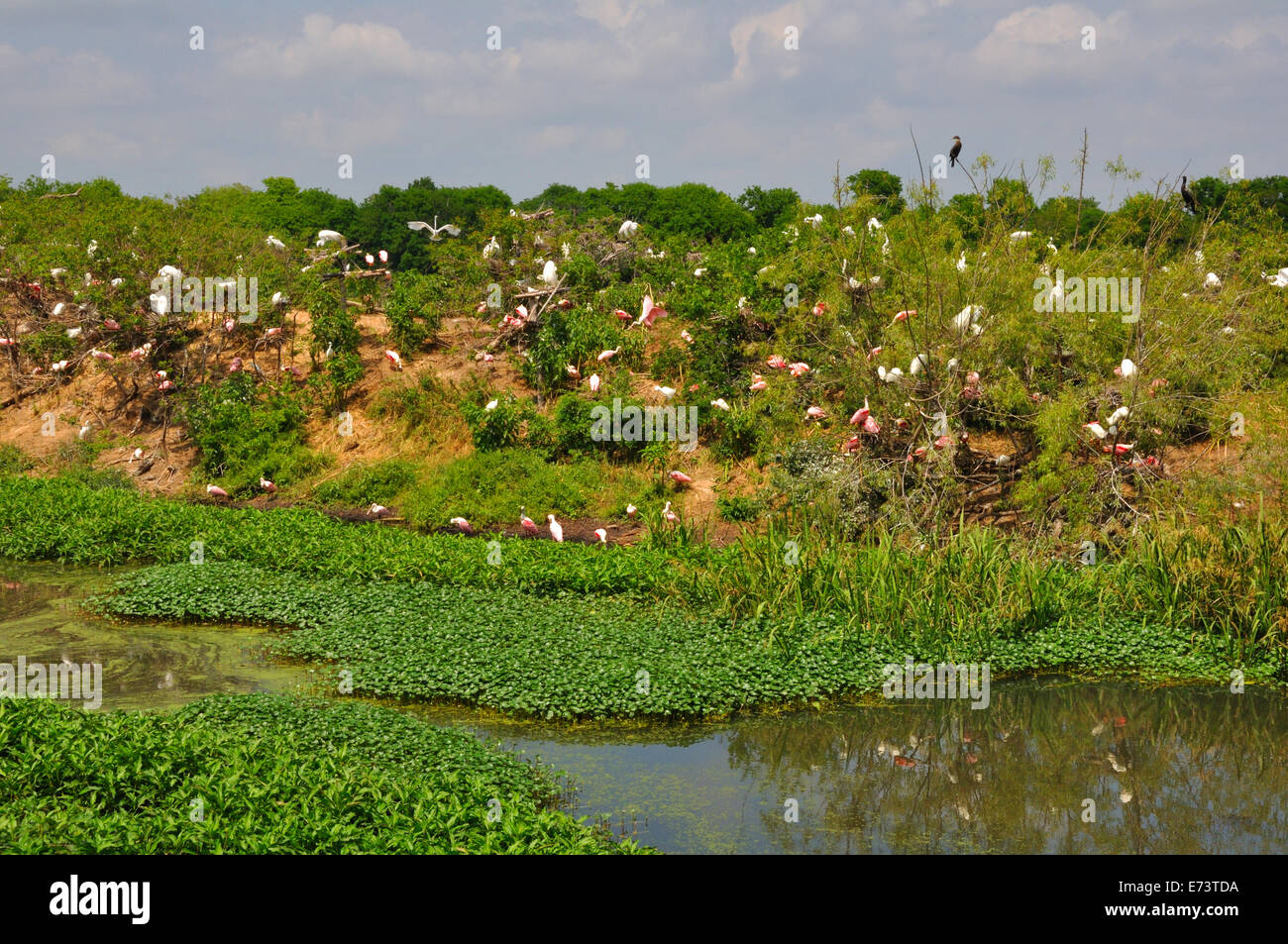 Smith Oaks Bird Sanctuary sur High Island, près de Galveston, Texas, États-Unis Banque D'Images