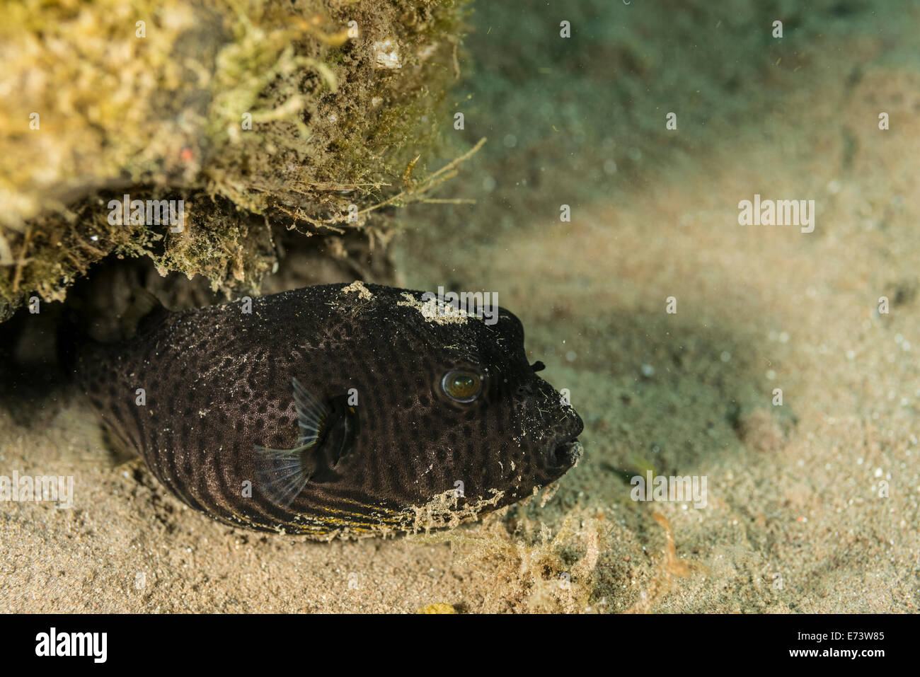 Le poisson-globe noir caché sous une cocount Banque D'Images