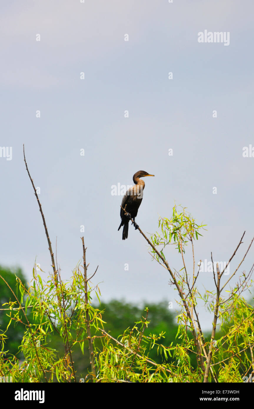 Smith Oaks Bird Sanctuary sur High Island, près de Galveston, Texas, États-Unis Banque D'Images