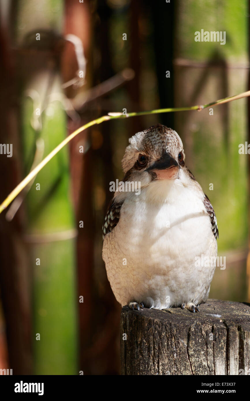 Kookaburra, oiseau australien Banque D'Images