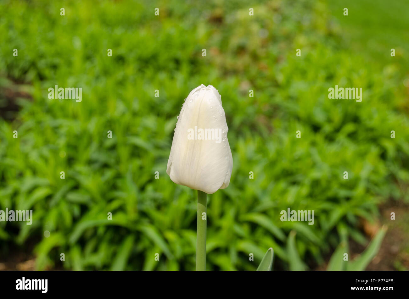 Close up of white tulip flower bud dans jardin vert prairie sur l'arrière-plan Banque D'Images