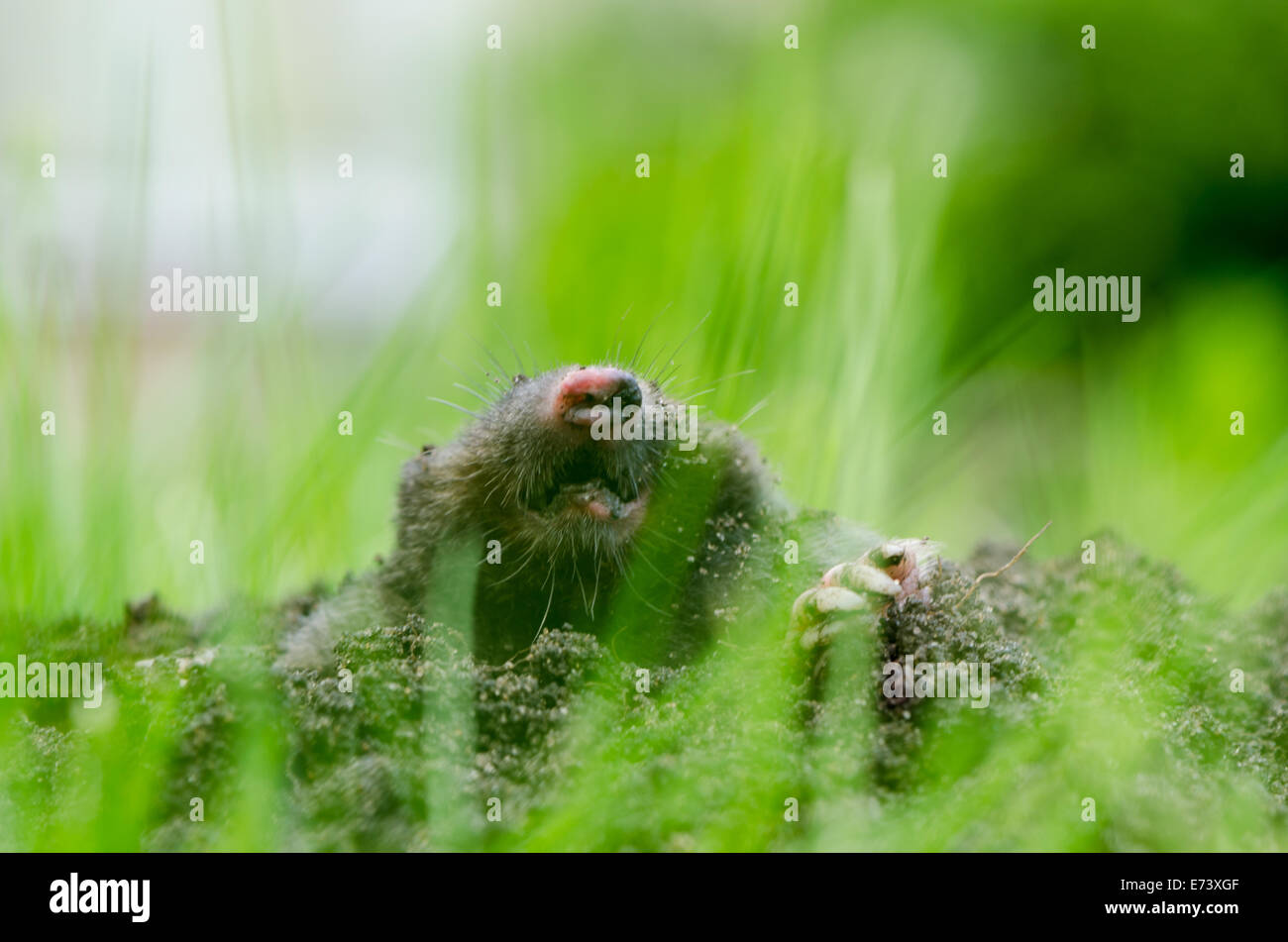 La tête dans le trou de taupe molehill sol. Ennemi pour belle pelouse. Vue flou par de l'herbe. Banque D'Images