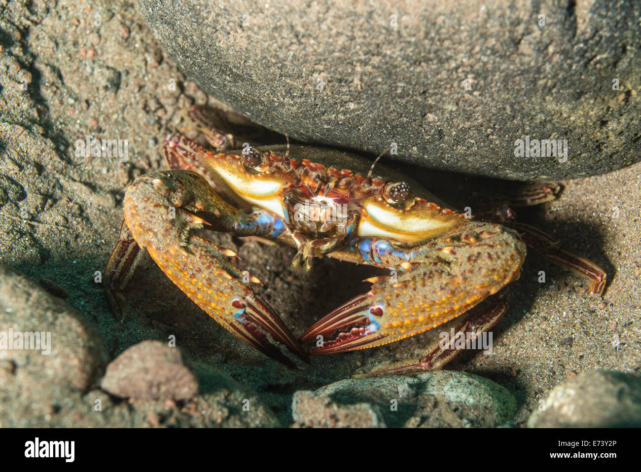 Se cacher du crabe et de défendre son territoire avec clawsoutstretched Banque D'Images