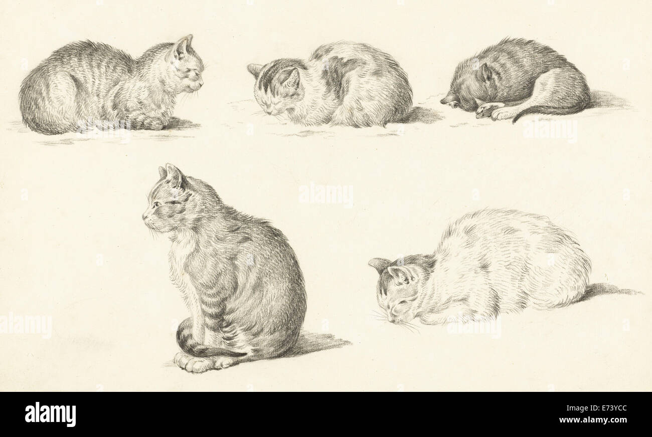 Cinq études de chats - par Jean Bernard, 1775 - 1833 Banque D'Images
