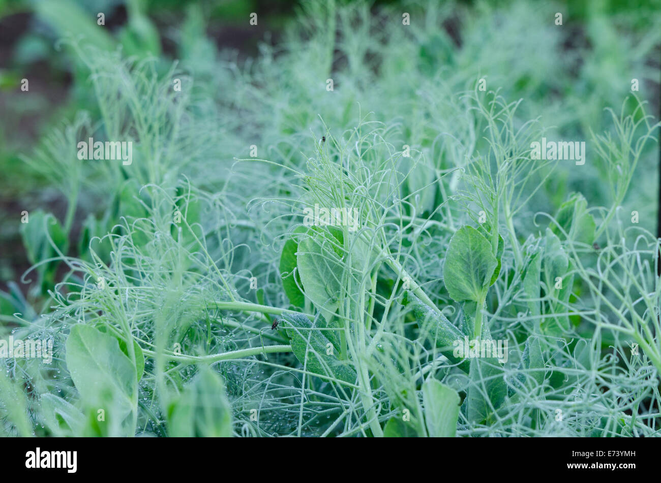 Close up de pousses de pois petit goujon de gouttes de rosée Banque D'Images