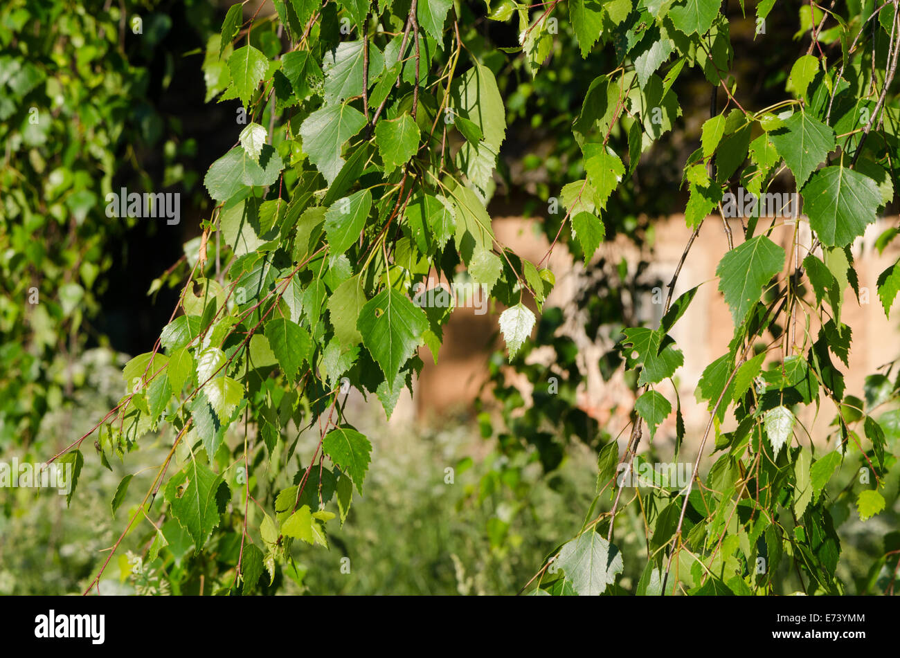 Gros plan du bouleau arbre branche avec des feuilles vertes contre maison de village. Banque D'Images