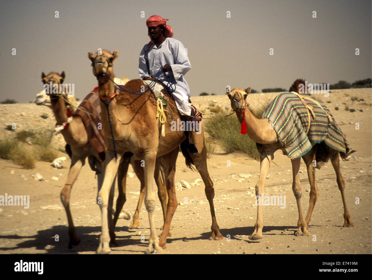 Courses de chameaux au Qatar, 1985 Banque D'Images