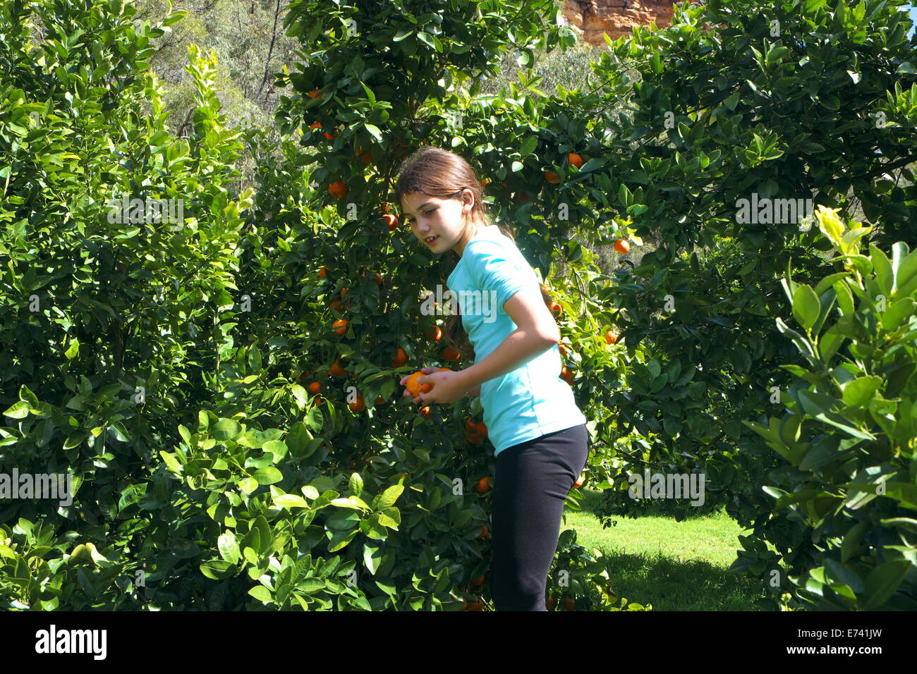 Young Girl picking mandarins au large de la brousse à Hawkesbury valley regional, New South Wales, Australie Banque D'Images