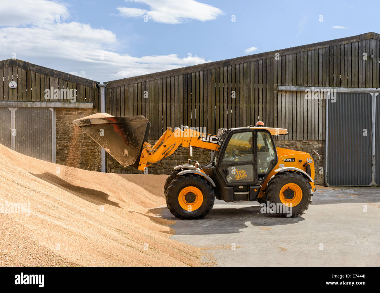 JCB le transport du grain à une installation de stockage en vrac Banque D'Images