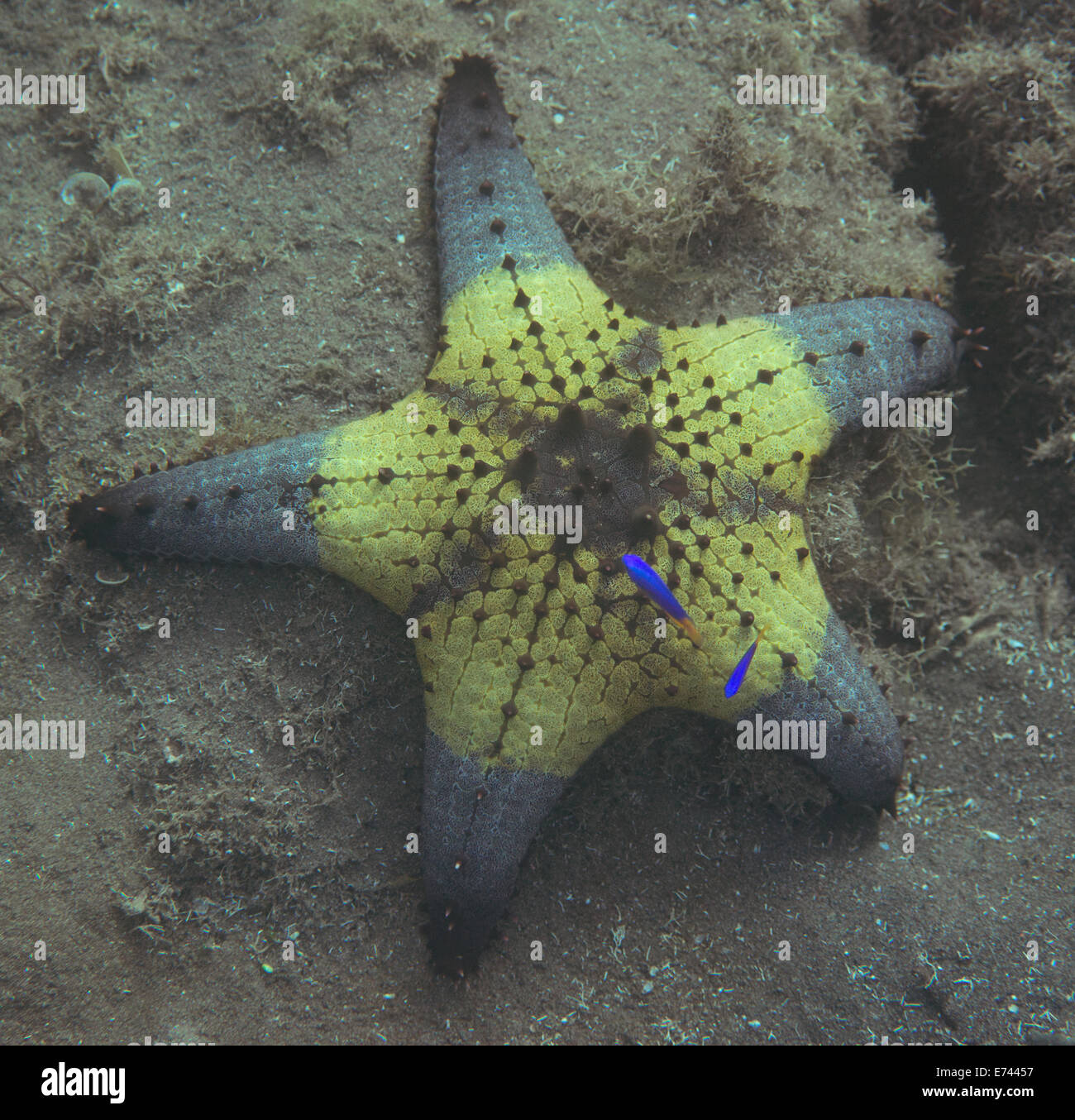 Starfish bulbés au fond de l'océan Banque D'Images