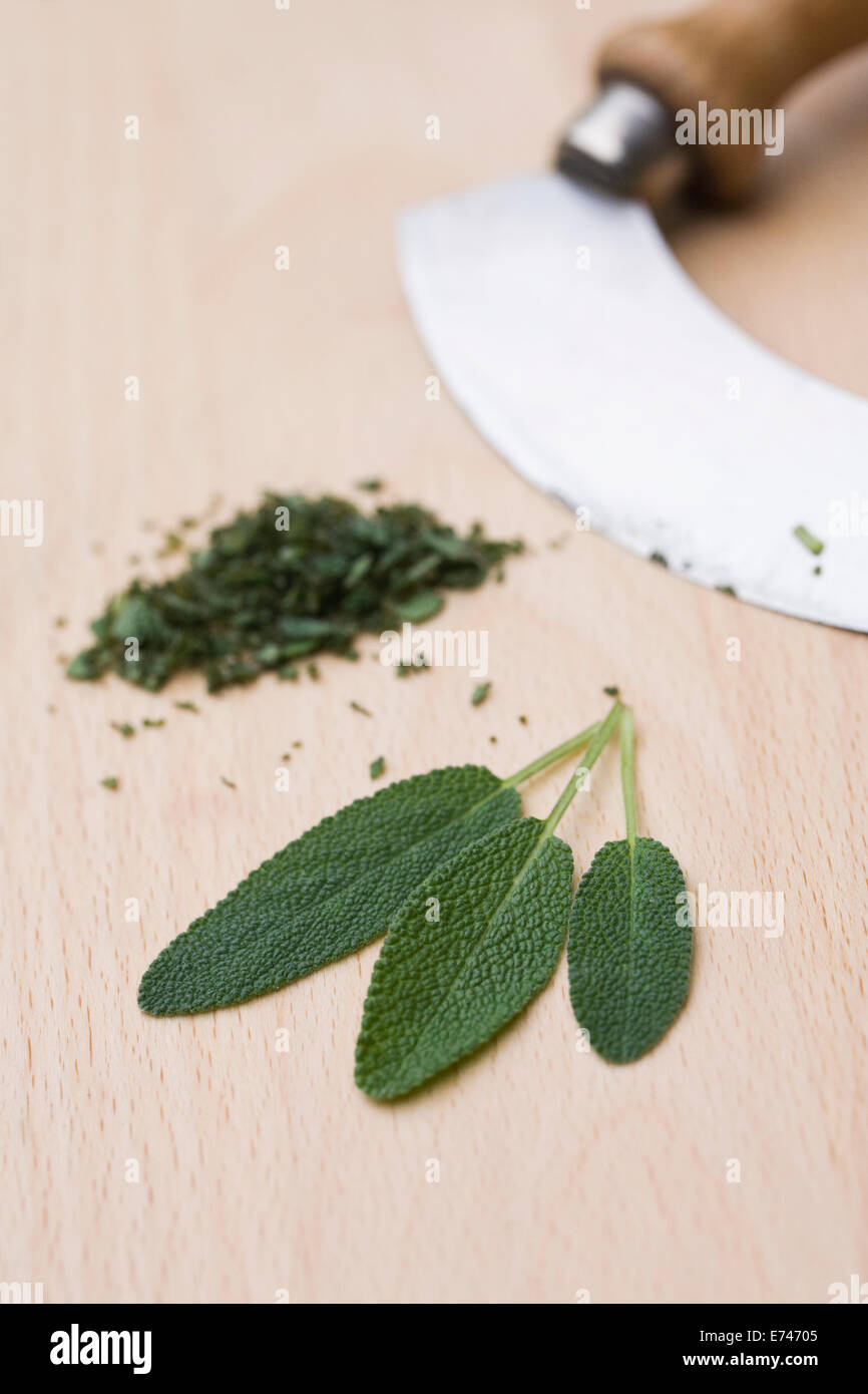 Salvia officinalis. Feuilles de sauge sur une planche de bois. Banque D'Images