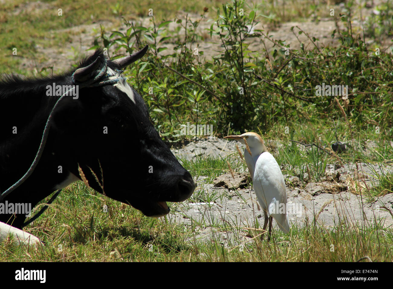 Une vache Holstein et d'un héron garde-boeuf dans un pâturage à Cotacachi (Équateur) Banque D'Images