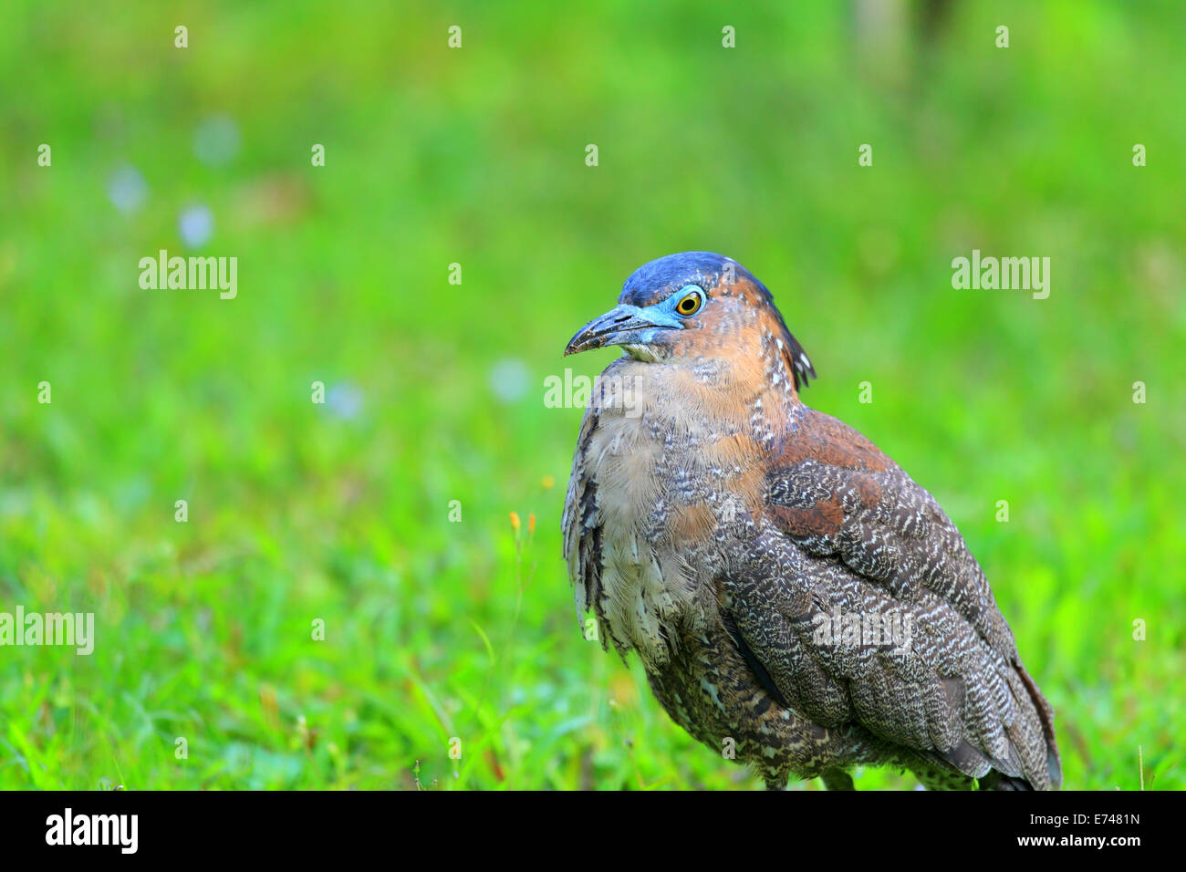 Malaysian (Gorsachius melanolophus) à Taiwan Photo Stock Alamy