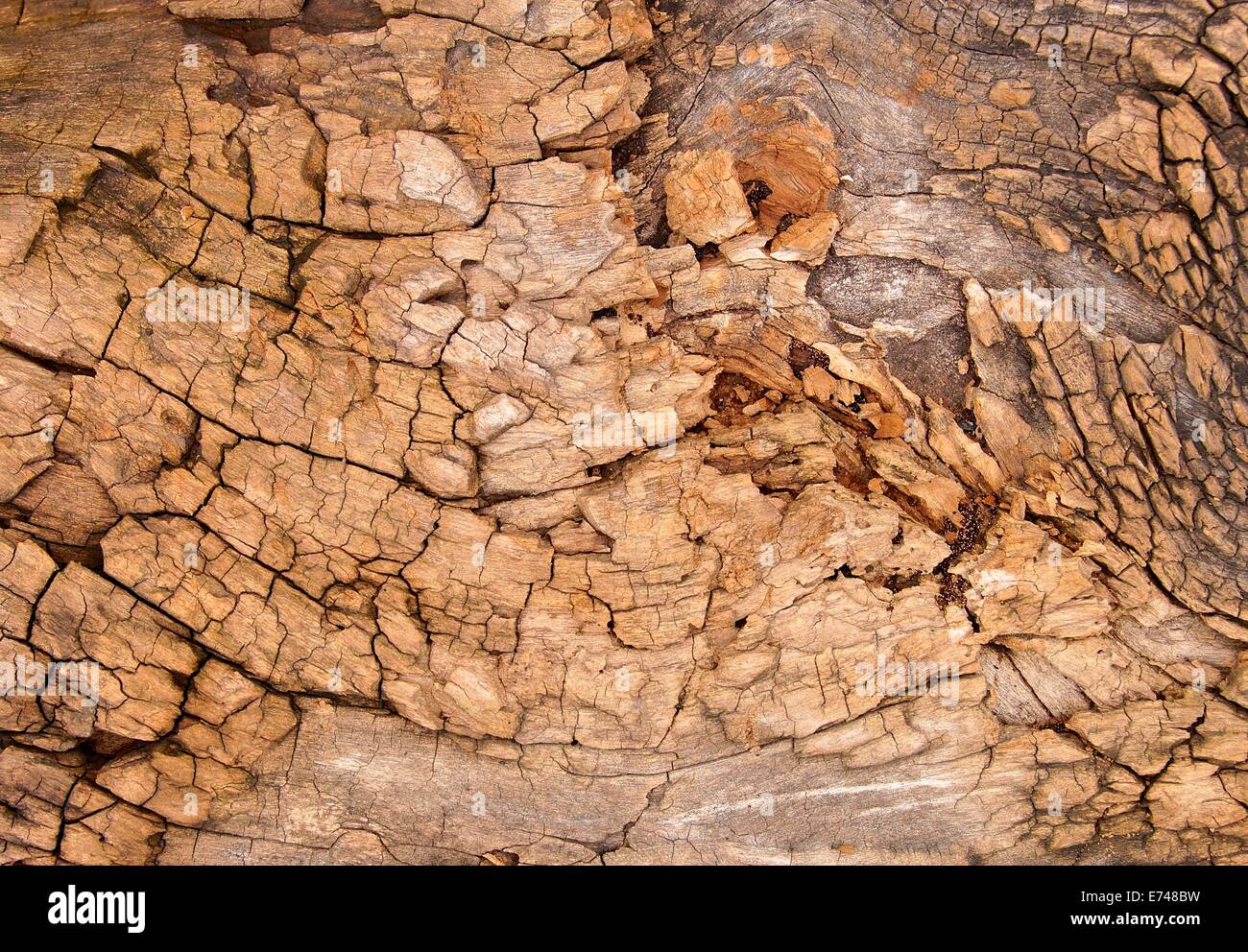 Traversé l'écorce des arbres avec des fissures sur closeup Banque D'Images