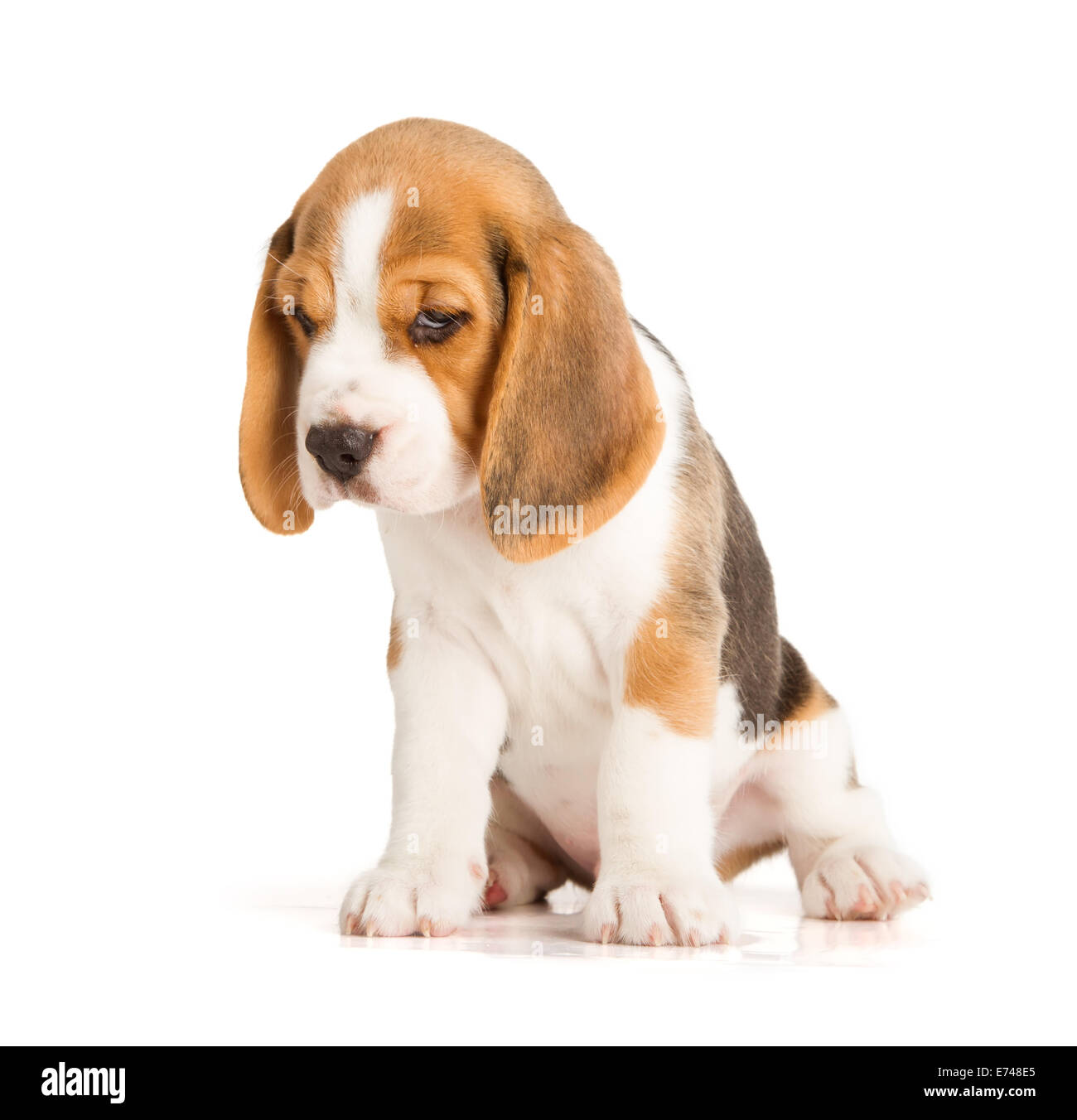 Mignon Chiot Beagle (5 semaine) Banque D'Images