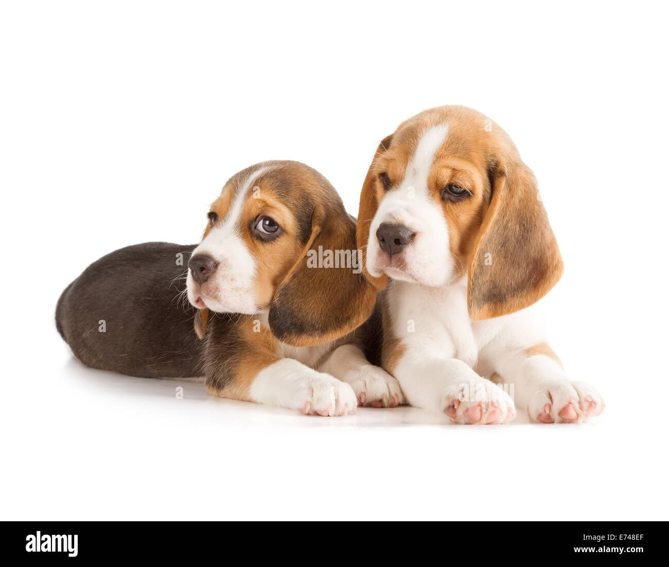 Mignon Chiot Beagle (5 semaine) Banque D'Images