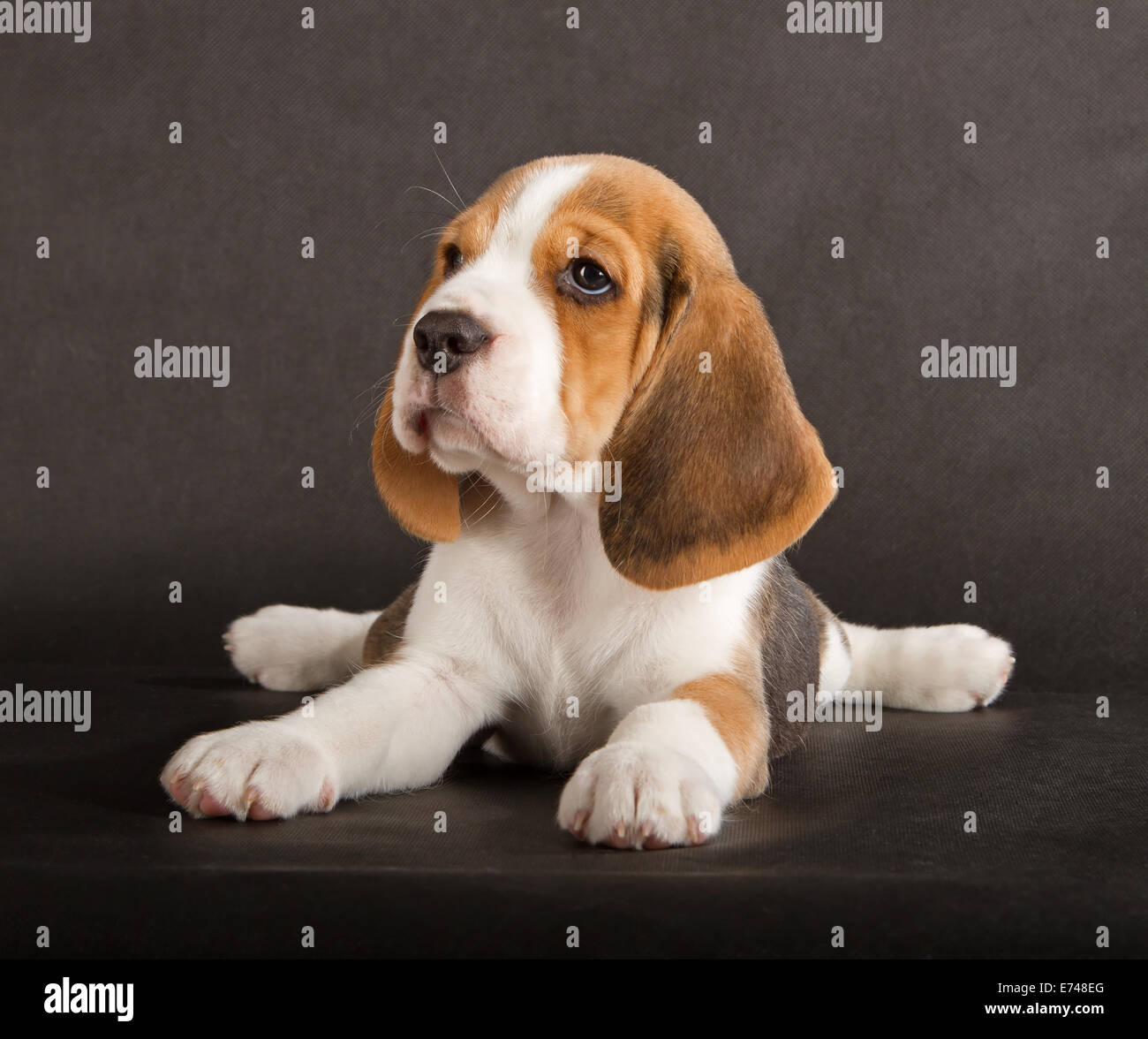Mignon Chiot Beagle (5 semaine) Banque D'Images