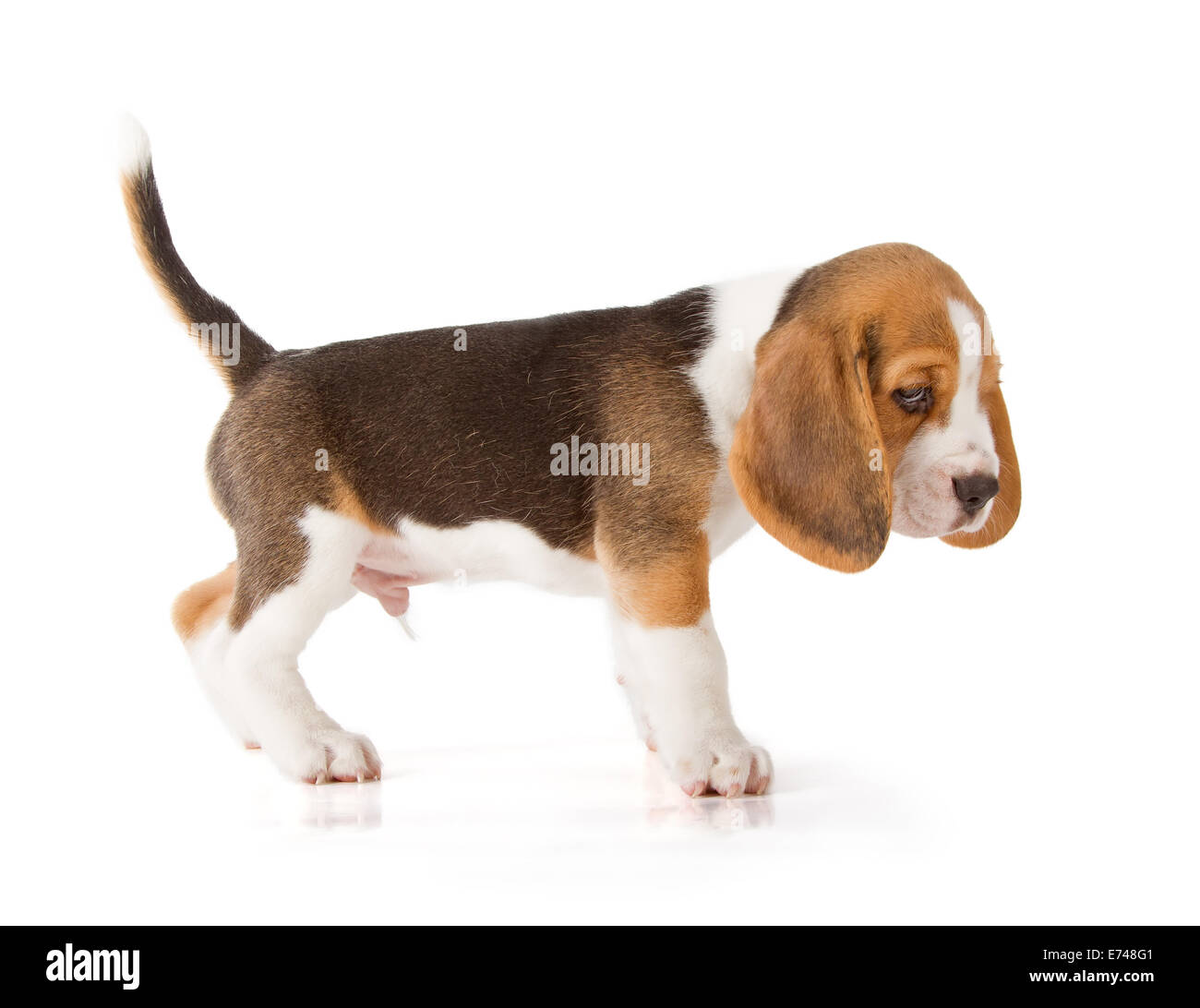 Mignon Chiot Beagle (5 semaine) Banque D'Images