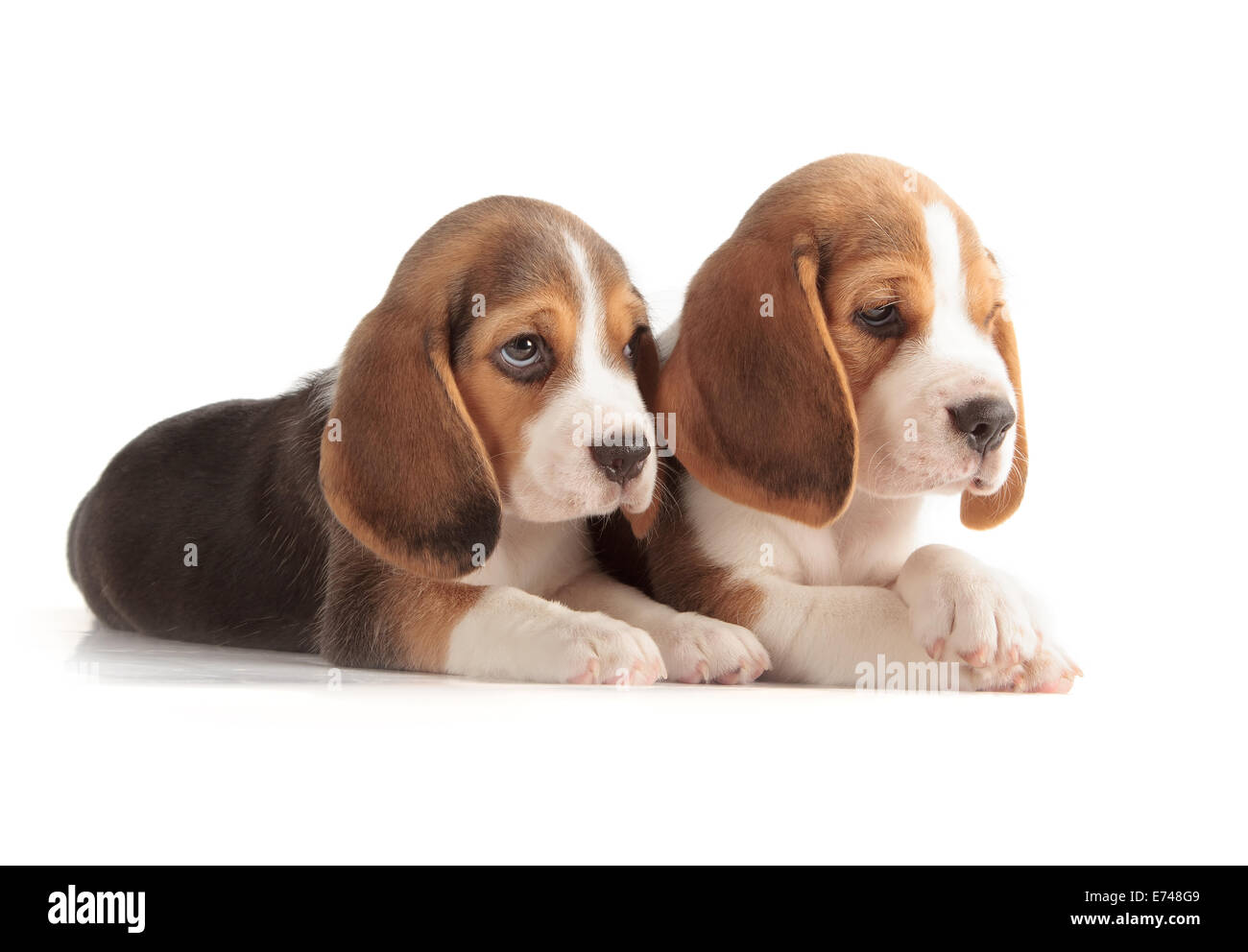 Mignon Chiot Beagle (5 semaine) Banque D'Images